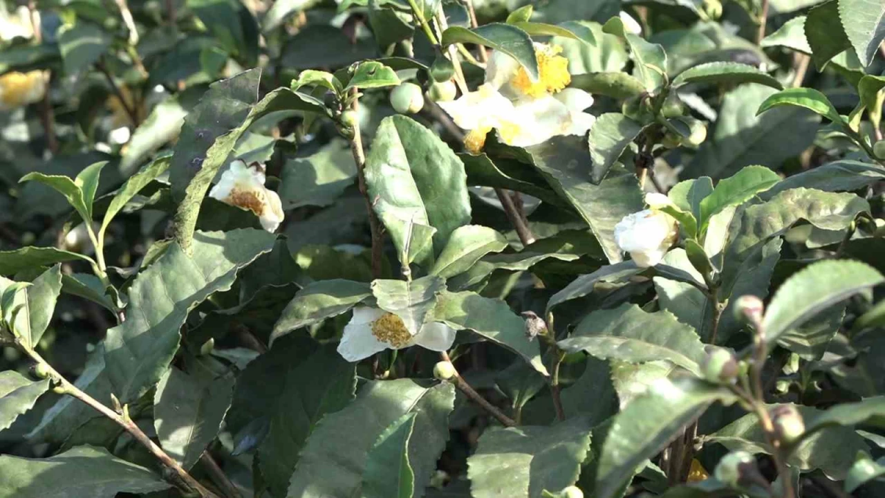 ayn yeni rn 'ay iei ay' 6 bin TL'den satlyor