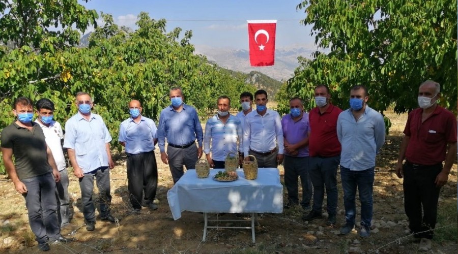 Ceviz bah�esinde hasat �enli�i