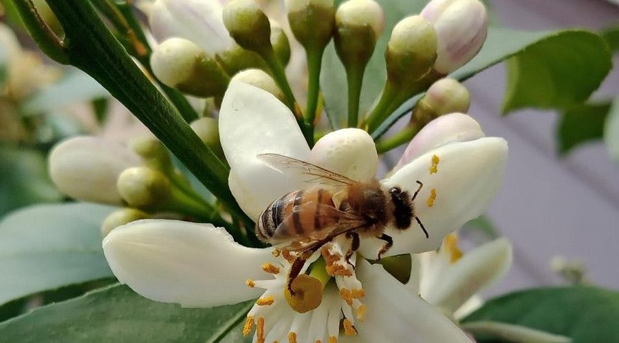  '�i�ek a�ma d�neminde ila�lama yap�lmaz'