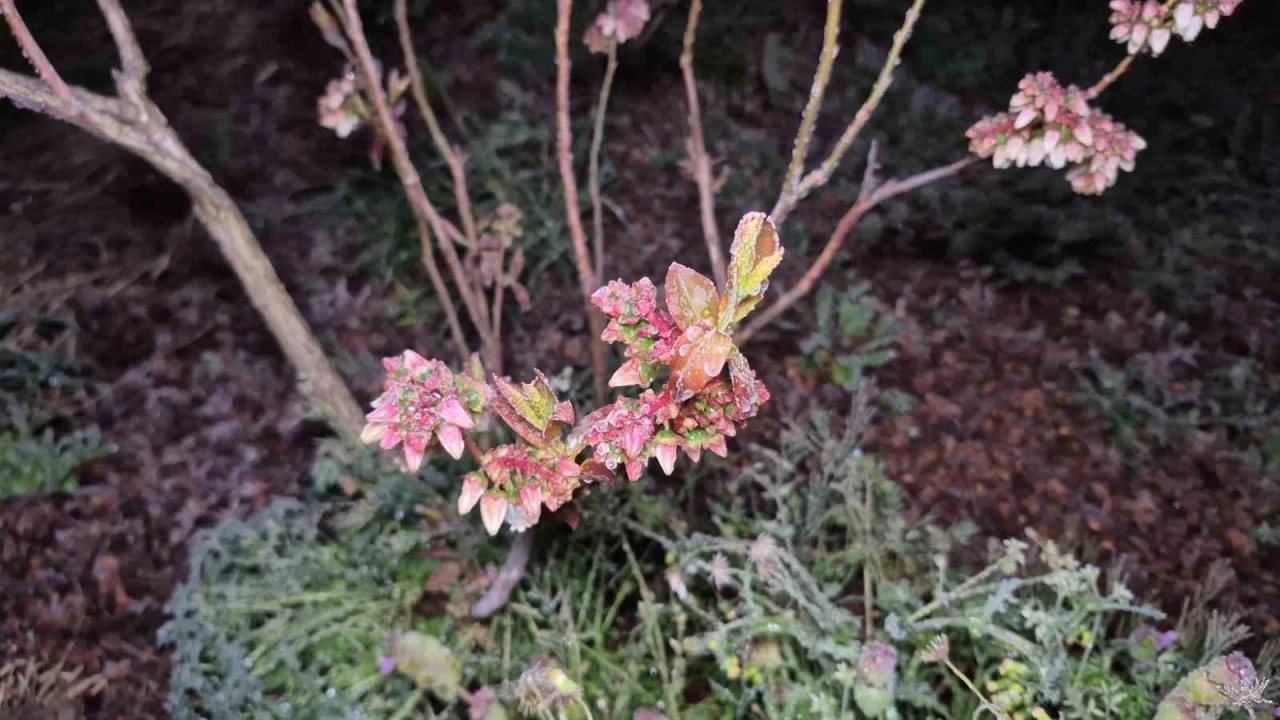 �ift�iler zirai don n�betinde