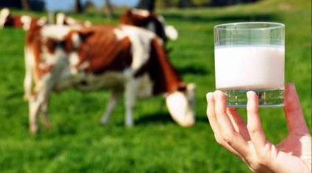 Çiğ süt destekleme ödemesi yatırılmaya başladı