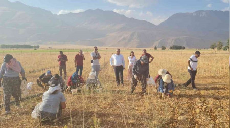 Coğrafi işaretli Tunceli sarımsağının ilk hasadı yapıldı
