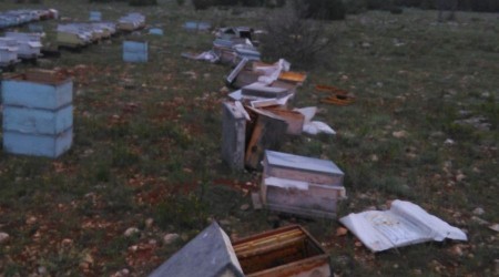 orum'da aylar 60 ar kovanna zarar verdi
