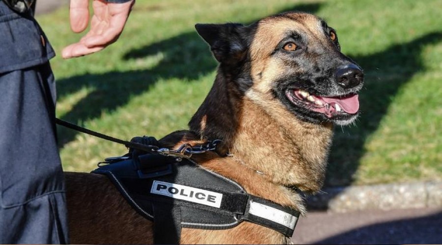  Covid-19 hastalar�n� k�pekler tespit ediyor