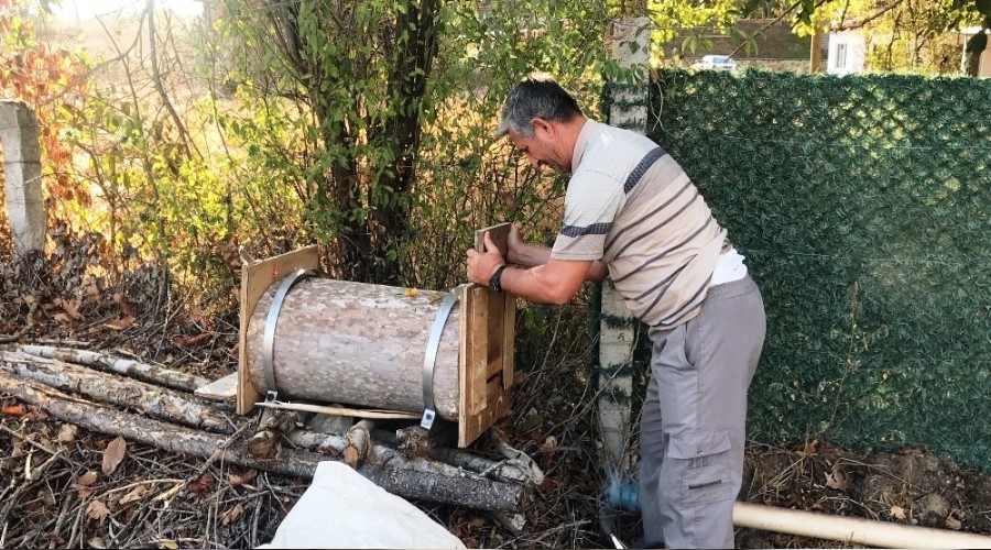 Çürümüş ağaç gövdesini arı kovanına çevirdiler