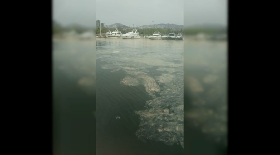 Deniz salyasına karşı işbirliği