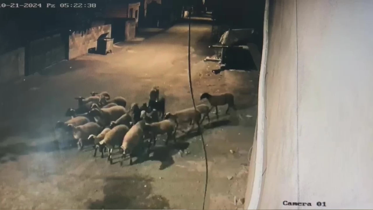 Depremzede vatanda��n k���kba� hayvanlar�n� �ald�lar