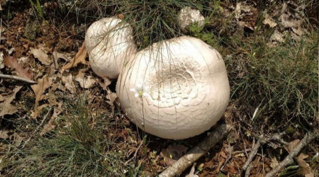 Dikkat! Mantar sevdanız ölümünüze sebep olmasın
