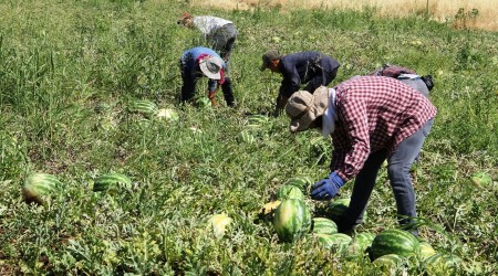 Diyarbakr'da karpuz sezonu ald