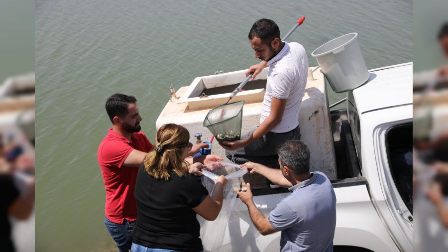 Diyarbak�r'da su kaynaklar�na sazan bal��� b�rak�ld�