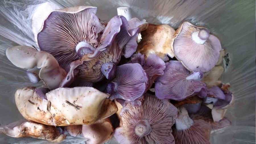 Doğadan toplanan mantarlara dikkat