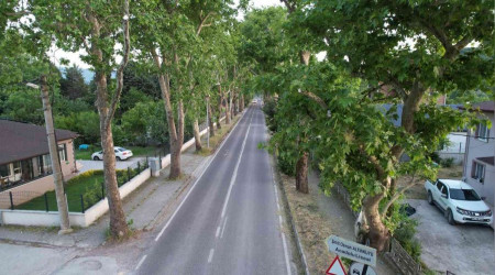 Doğal yeşil tünelde keyifli yolculuk
