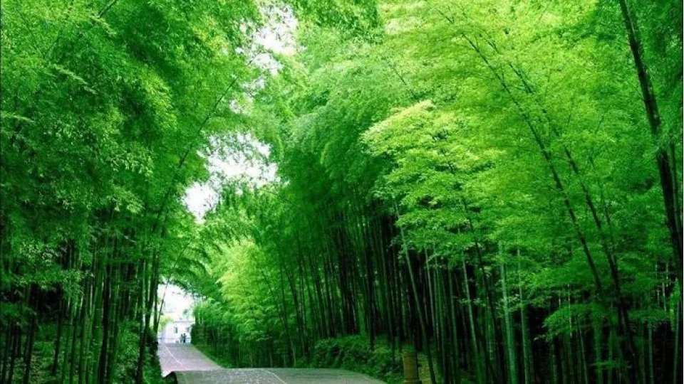 Doğanın hız rekortmeni: Bambu