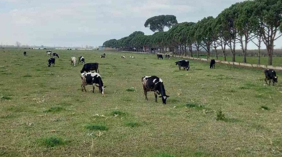 Doğuda kar, Aydın'da bahar