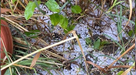 Dolu yağışı, yüzlerce dekar ekili alana zarar verdi