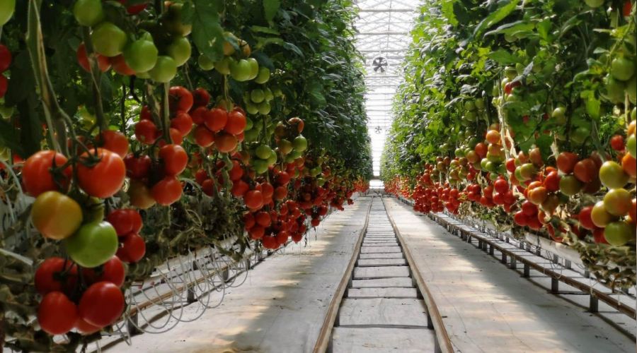 Domates, jeotermal enerji ile topraks�z �retiliyor