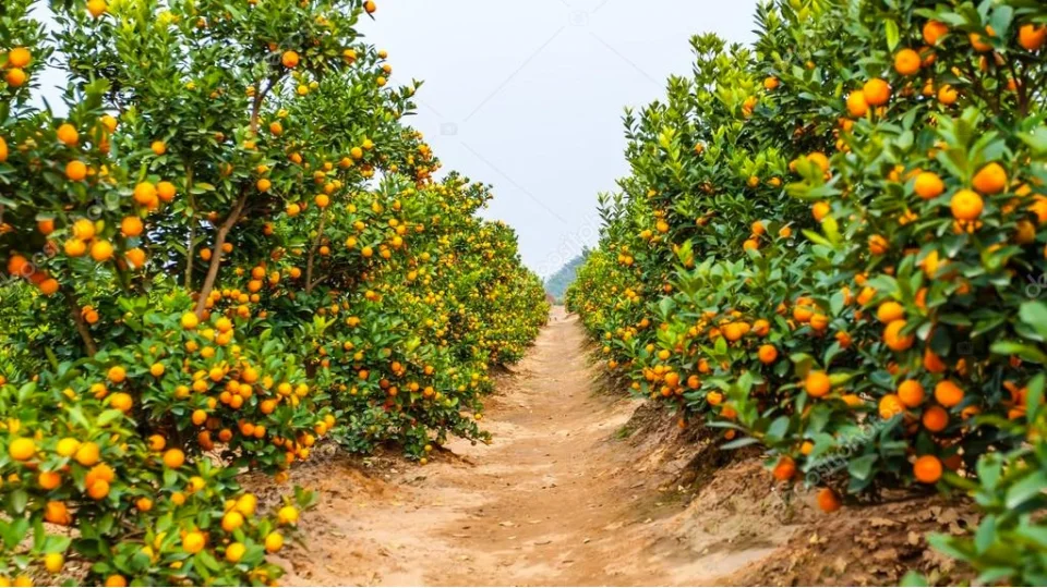 D�rtyol'da tar�msal �retim ve �ift�inin m�cadelesi