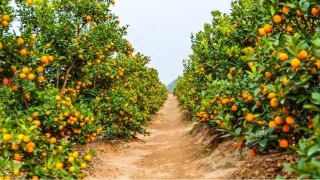 D�rtyol'da tar�msal �retim ve �ift�inin m�cadelesi