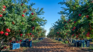 D��emealt��n�n alt�n �r�nleri: Nar, zeytin ve �tesi