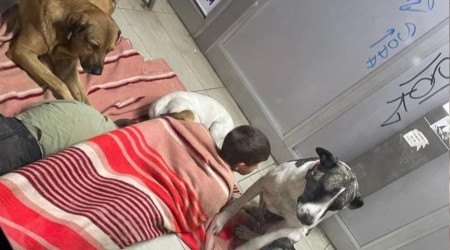 Durakta köpeklerle birlikte uyuyan çocuklar yürekleri sızlattı