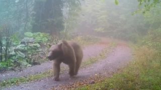 Düzce'deki ayılarda kış uykusuna yatamamış