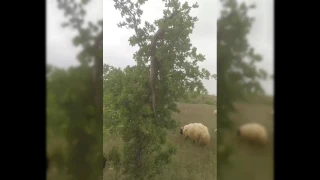Elazığ'da 3 metrelik dev yılan korkuttu