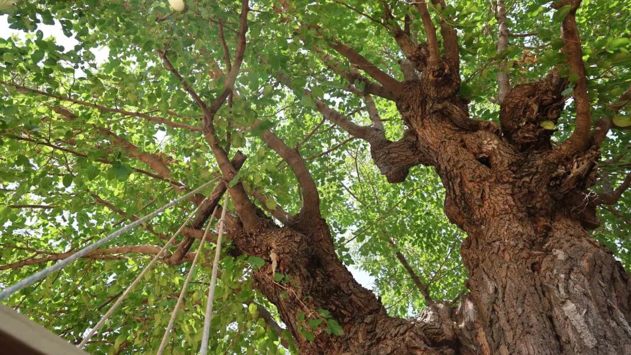 Elaz��'da 500 y�ll�k dut a�ac�, y�llara meydan okuyor