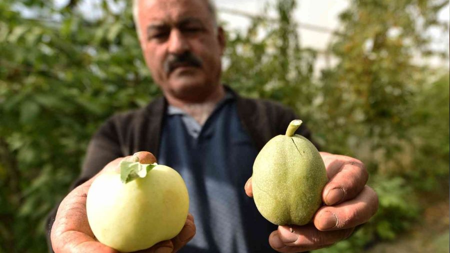 Elma büyüklüğündeki cevizler şaşırtıyor