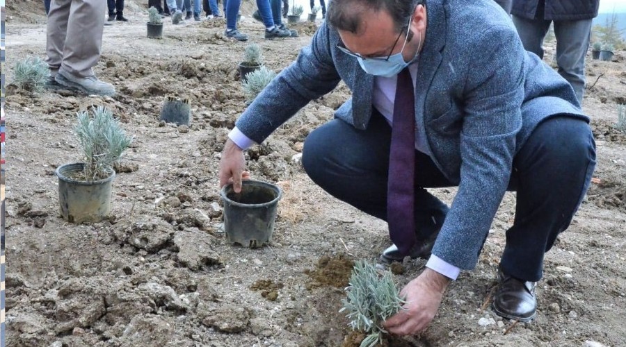 Emet'te 6 bin 500 fidan toprakla bulutu