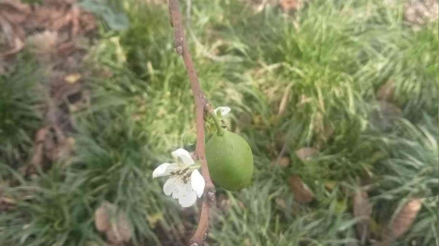 Erik ağaçları Ocak ayında çiçek açtı