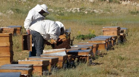 Erzincan’da bal sağımı başladı