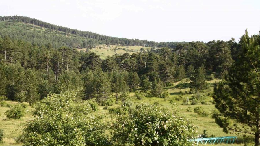 Eski�ehir'de ormanl�k alanlara giri�ler yasakland�