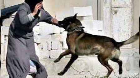 Filistinlilere köpeklerle saldırdılar