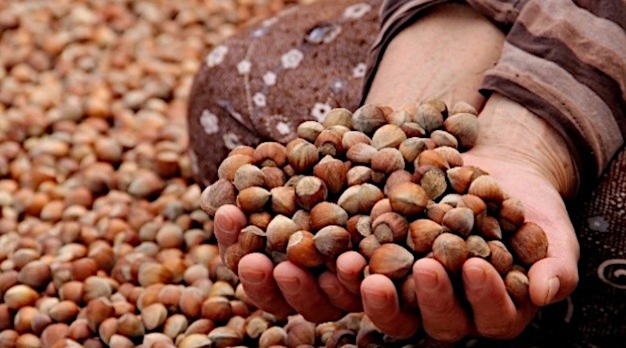 Fındık fiyatları düşmeye devam ediyor