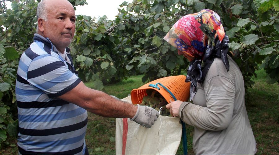 Fındıkta fiyat 30 TL mi olacak?