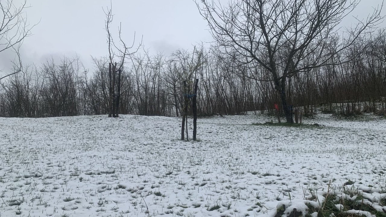 Fndkta zirai don tehlikesi