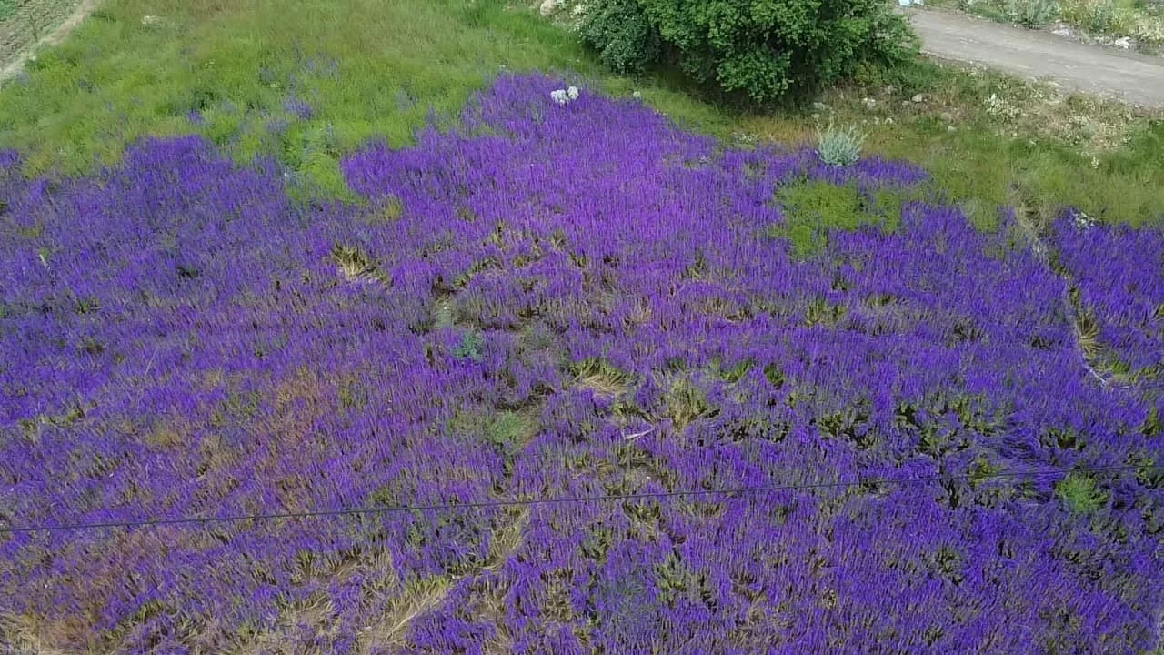 Fotoğraf meraklılarının yeni gözdesi 'hanımeli çiçeği'