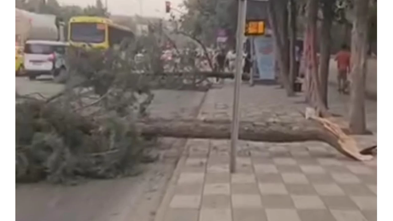 Gaziantep'te şiddetli fırtına: Ağaçlar devrildi, araçlar zarar gördü