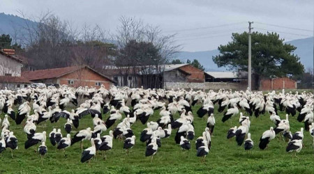 Göçmen leylekler Domaniç'te mola verdi