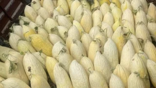 Gncek Kavunu organik retim yolunda nemli adm