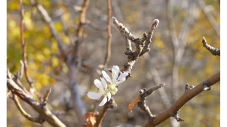 Gümüşhane'de Kasım ayında çiçek açan elma ağacı şaşırttı