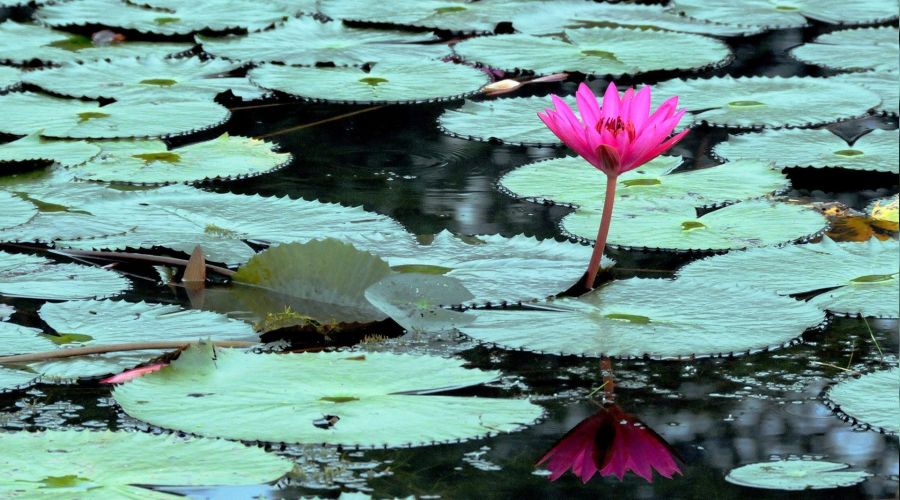 Hamd bayra�� Ali�nin elinde olacakt�r