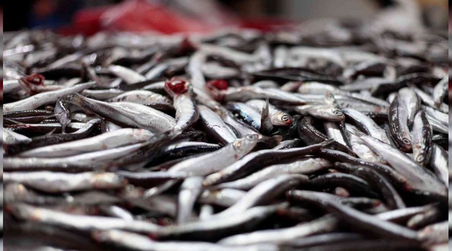 Hamsinin fiyat�nda d���� bekleniyor