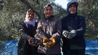 Hatay'da 201 bin ton zeytin rekoltesi bekleniyor
