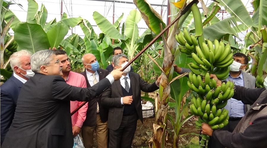 Hatay'da ilk muz hasad� yap�ld�