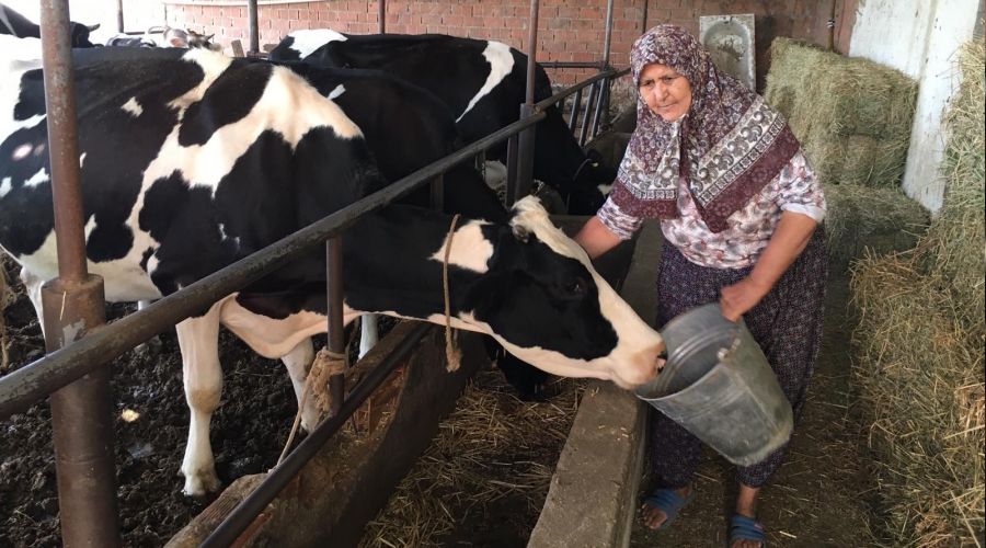 Hayvanc�l�k sekt�r� ��kmaza girdi