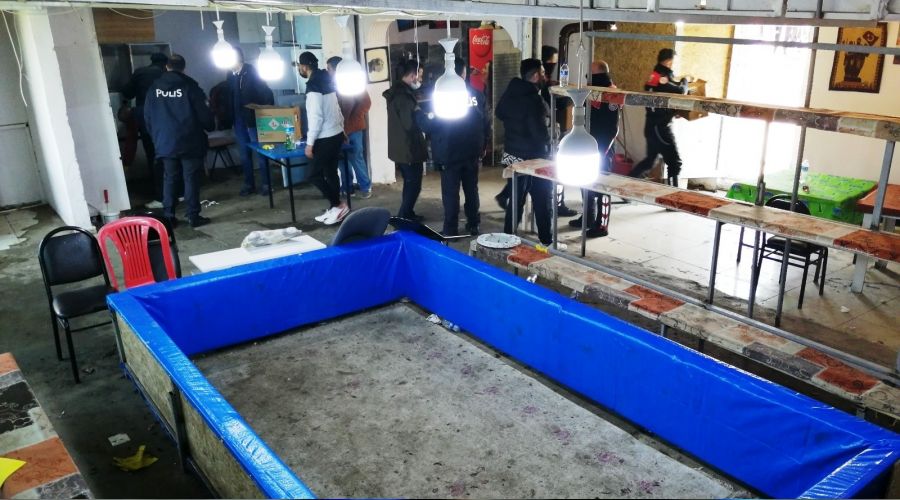 Horoz d�v���nde 54 g�zalt�