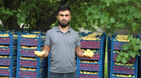 Iğdır'ın sarı altını kayısının hasadı başladı