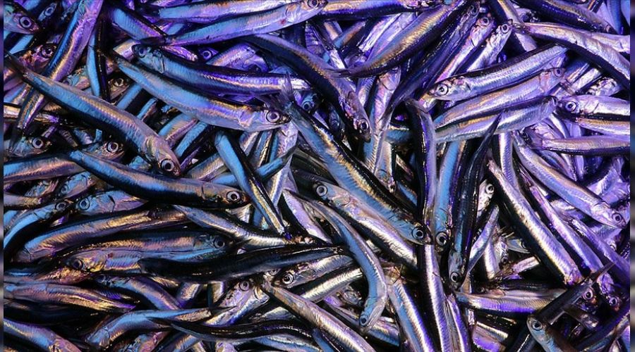 �ki ayda 362 ton hamsi ihracat�