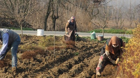Yıllık üretiminin 5'te biri ihraç edilen çöğürde hasat mesaisi